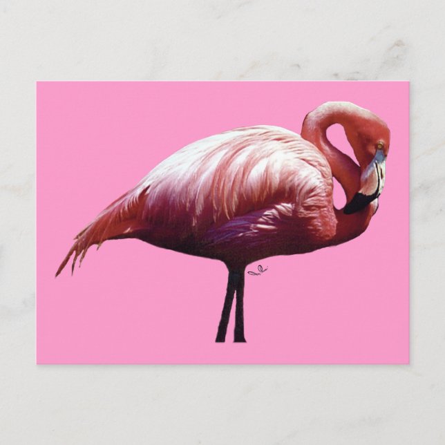 Cartão postal Flamingo (Frente)