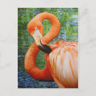 CARTÃO POSTAL FLAMINGO