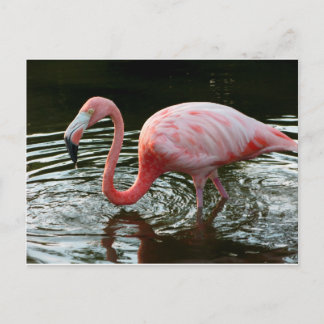 Cartão Postal Flamingo 2