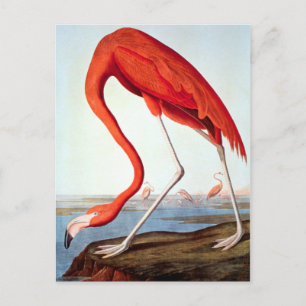 Cartão Postal Flamingo americano