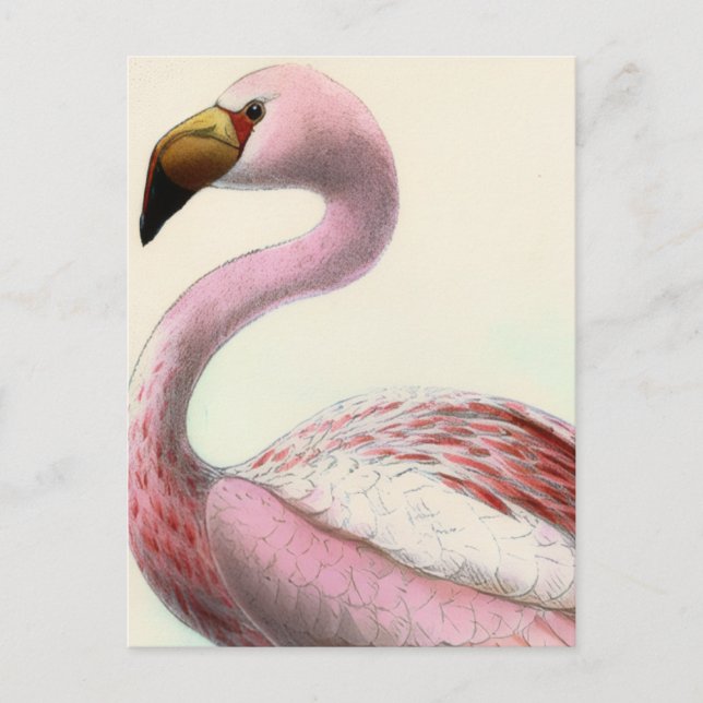 Cartão Postal Flamingo Antigo (Frente)