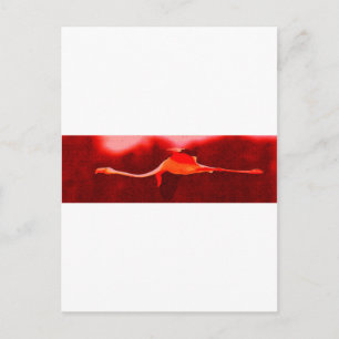 Cartão Postal Flamingo Bird