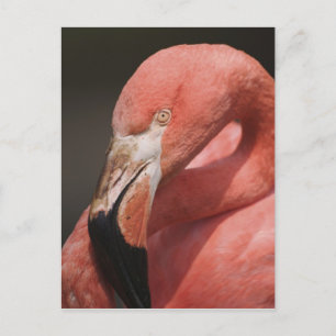 Cartão Postal Flamingo chileno, Phoenicopterus chilensis
