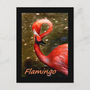 Cartão Postal Flamingo com texto rosa "flamingo"