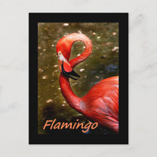 Cartão Postal Flamingo com texto rosa "flamingo"