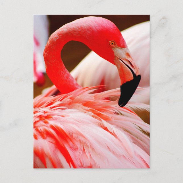 Cartão Postal Flamingo cor-de-rosa vibrante da pena (Frente)