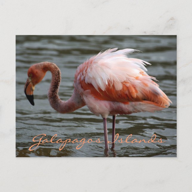 Cartão Postal Flamingo das Ilhas Galápagos (Frente)