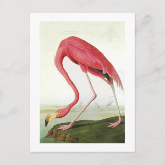 Cartão Postal Flamingo de Audubon