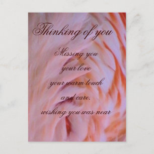 Cartão Postal Flamingo de penas