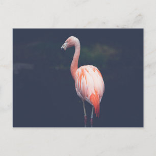 Cartão Postal Flamingo Em Dusk