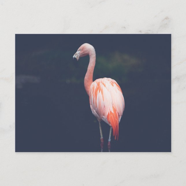 Cartão Postal Flamingo Em Dusk (Frente)