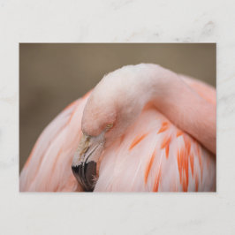 Cartão Postal Flamingo em Repouso