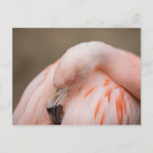 Cartão Postal Flamingo em Repouso