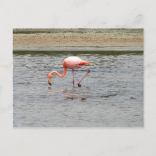Cartão Postal Flamingo, Isla Seymour, Galápagos