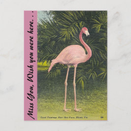 Cartão Postal Flamingo, Miami, Flórida