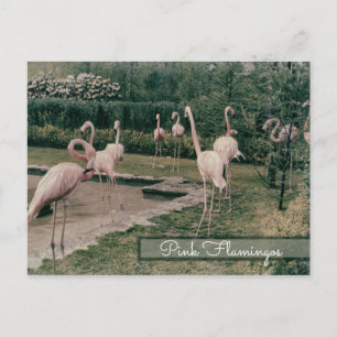 Cartão Postal Flamingo Pink Flamingos Vintage Pássaro Inspirado