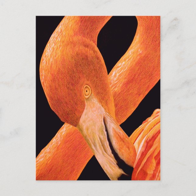 Cartão Postal Flamingo Portrait (Frente)