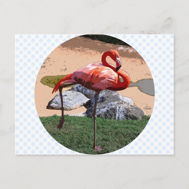 Cartão Postal Flamingo Rosa (Frente)