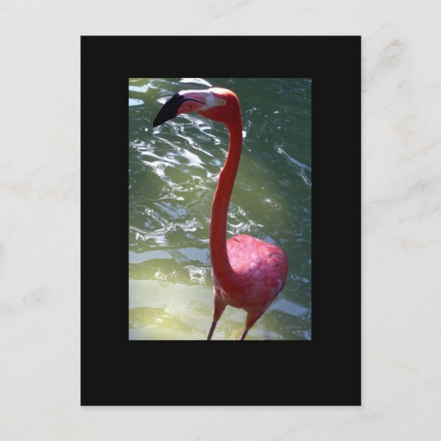 Cartão Postal flamingo rosa (Frente)