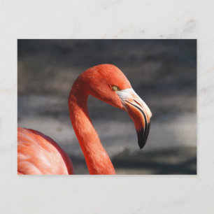 Cartão Postal Flamingo Rosa