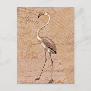 Cartão Postal Flamingo Rosa