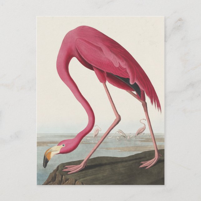 Cartão Postal Flamingo rosa das aves da América (Frente)