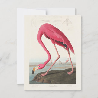 Cartão Postal Flamingo rosa de John Audubon