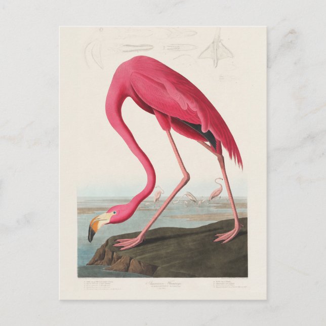 Cartão Postal Flamingo rosa de John Audubon (Frente)