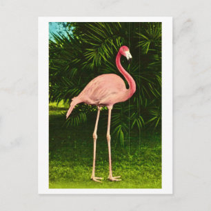 Cartão Postal Flamingo Rosa Lindamente