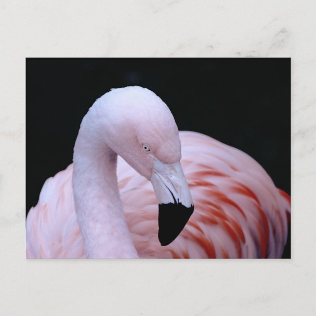 Cartão Postal Flamingo Rosa Tropical Bonito (Frente)