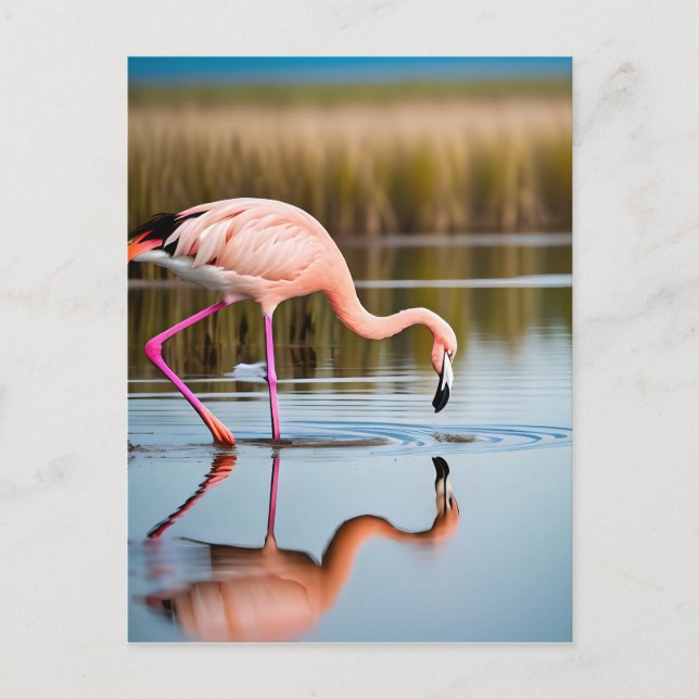 Cartão Postal Flamingo Rosa Vendo Sua Reflexão na Água (Frente)