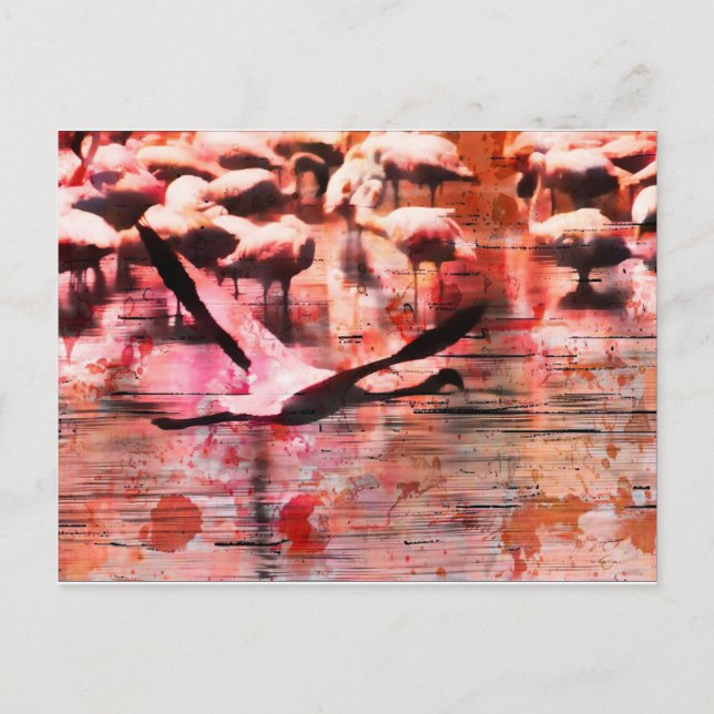 Cartão Postal Flamingo Wisdom (Frente)