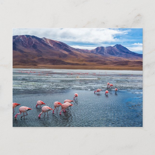 Cartão Postal Flamingoes cor-de-rosa na Bolívia (Frente)