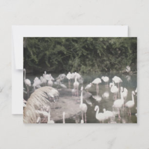 Cartão Postal Flamingoes em Leisure