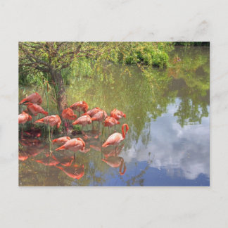 Cartão Postal Flamingos