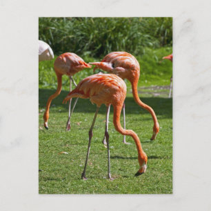 Cartão Postal Flamingos