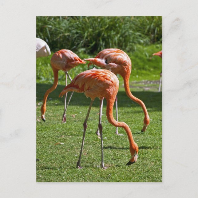 Cartão Postal Flamingos (Frente)