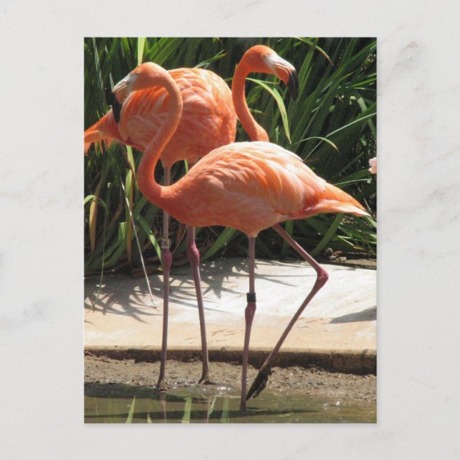 Cartão postal Flamingos (Frente)