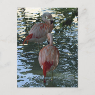 Cartão Postal Flamingos