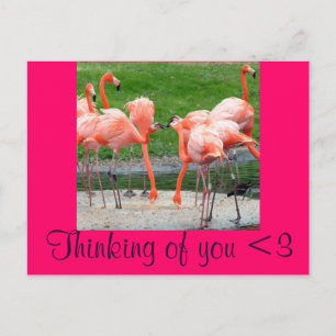 Cartão Postal Flamingos