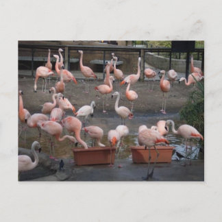 Cartão Postal Flamingos