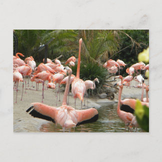 Cartão Postal Flamingos