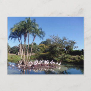 Cartão Postal Flamingos