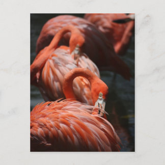 Cartão Postal Flamingos