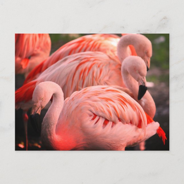 Cartão Postal Flamingos (Frente)