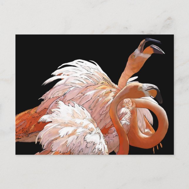 Cartão Postal Flamingos (Frente)