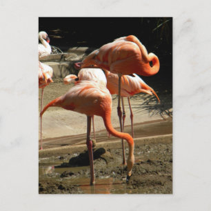 Cartão Postal Flamingos 2