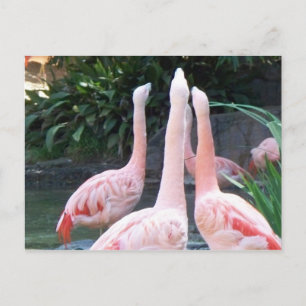 Cartão Postal Flamingos Cantores