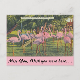 Cartão Postal Flamingos em Miami, Flórida