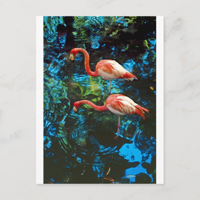 Cartão Postal Flamingos FL (Frente)